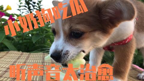 娱乐吃瓜酱送小狗,暖心情怀传递爱心瞬间